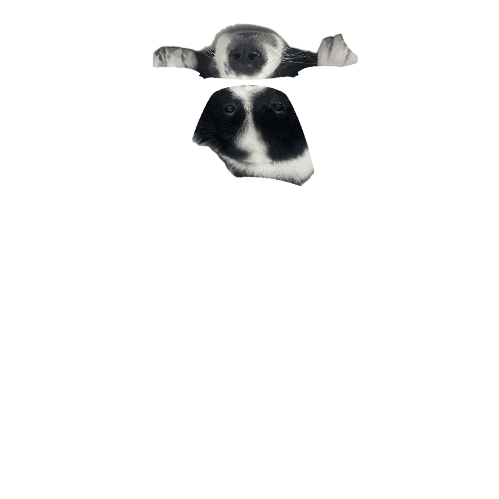 my dog