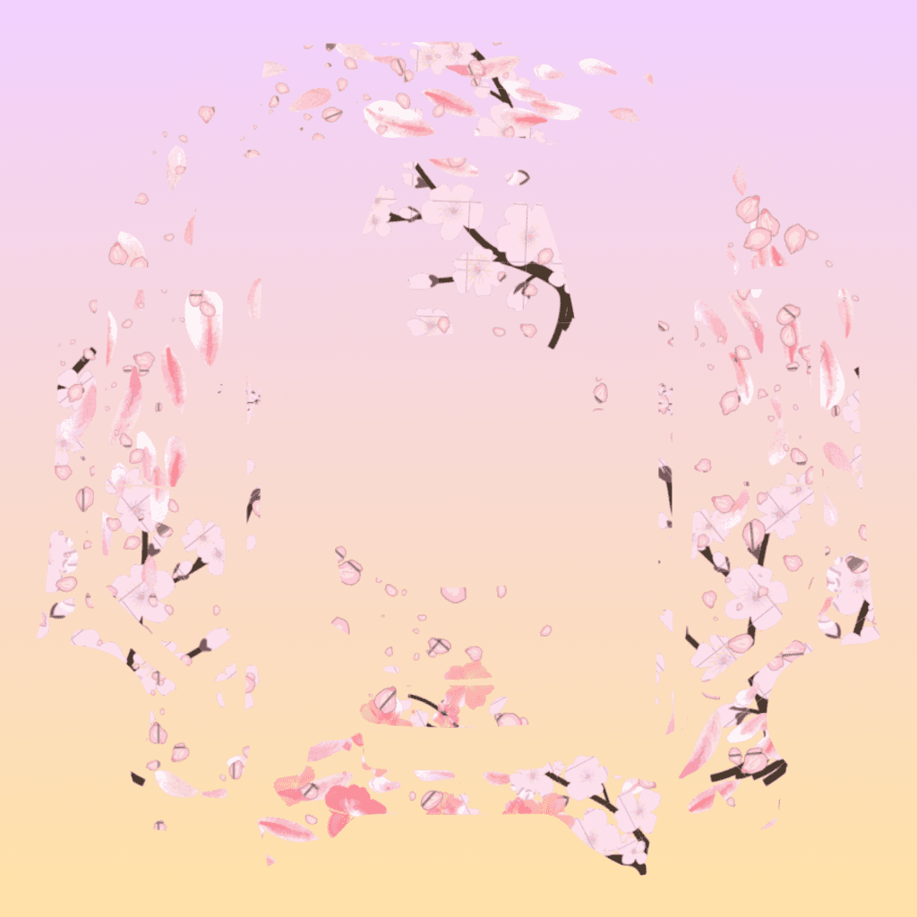 Cherry blossoms