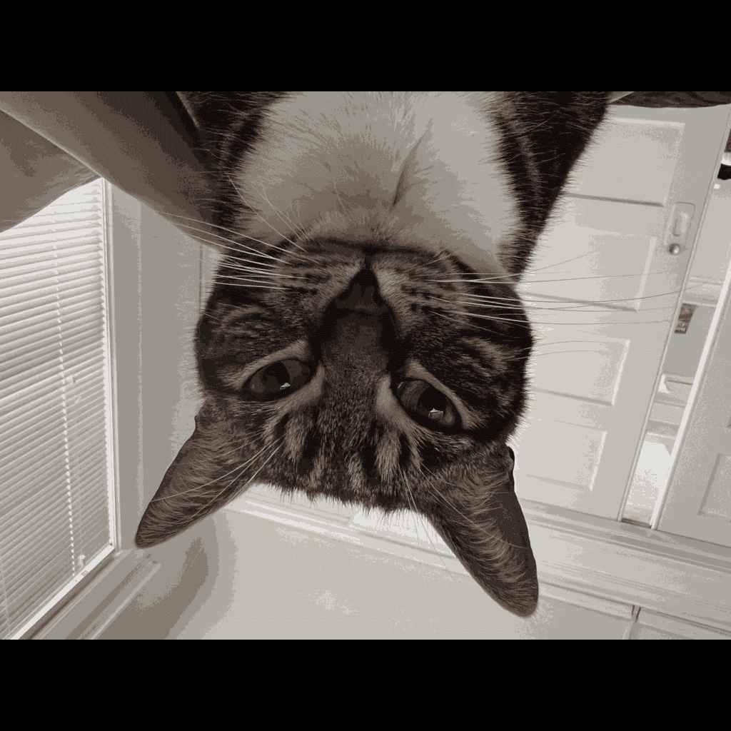 cat 1