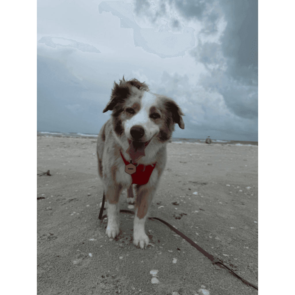 Test