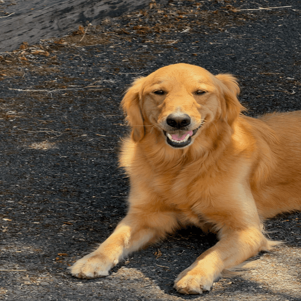 Ella