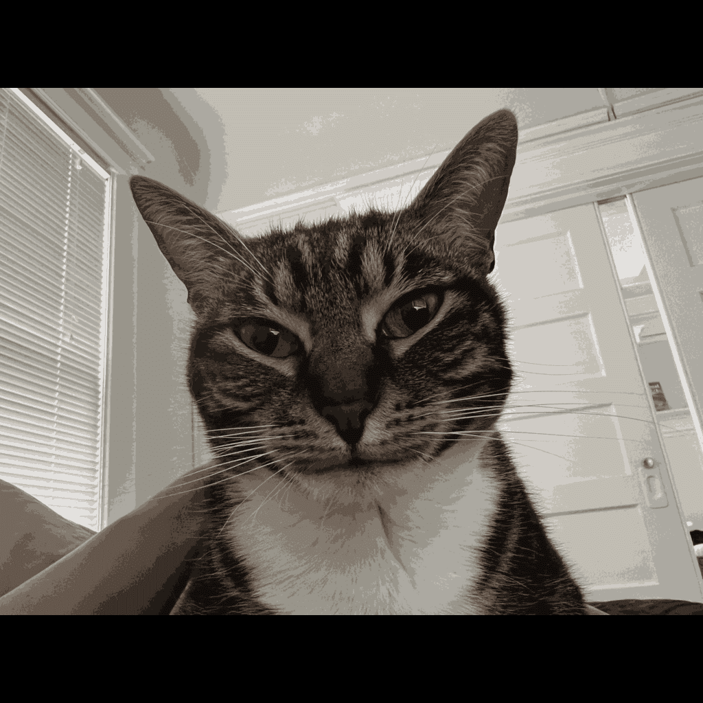 cattttt