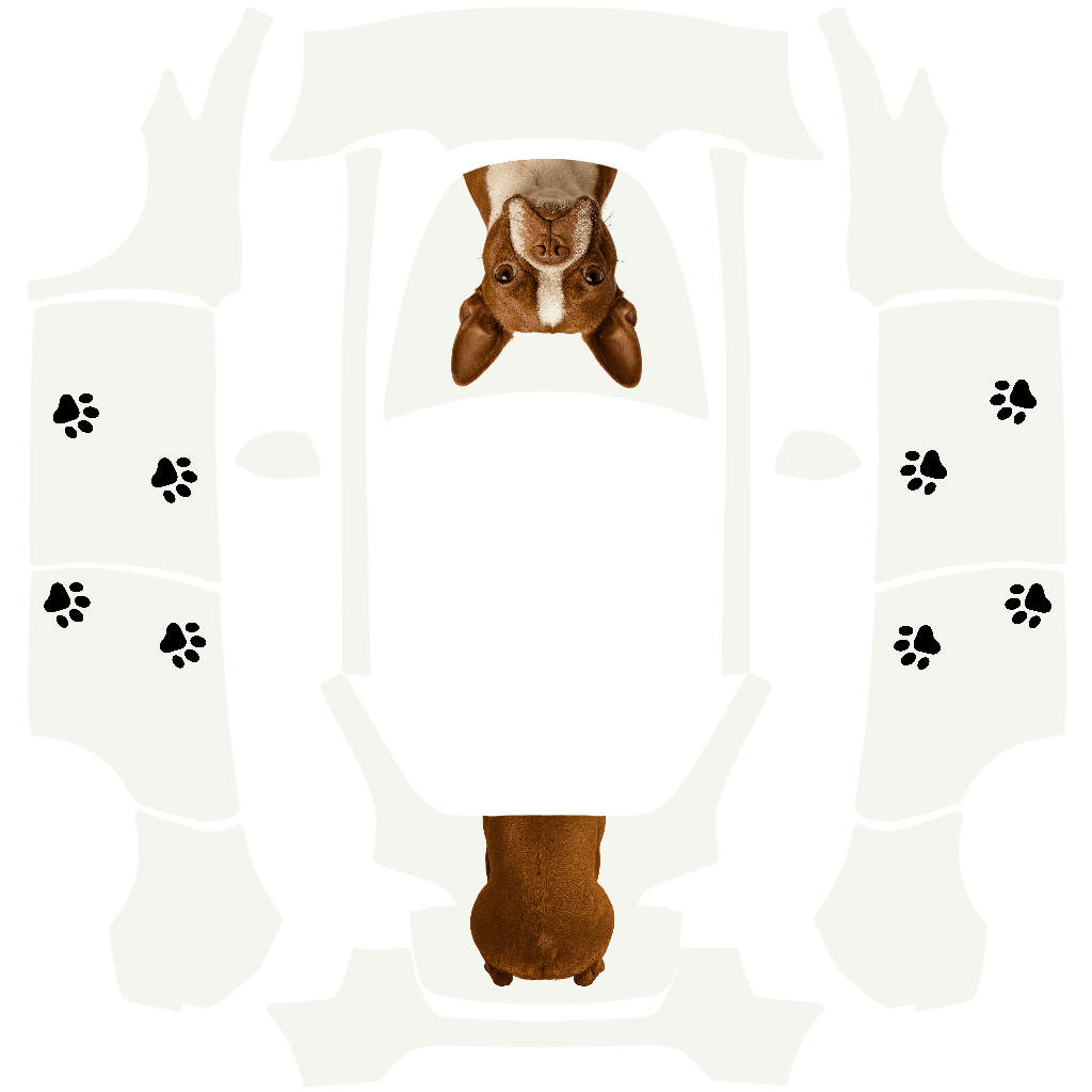 Boston Terrier Dog