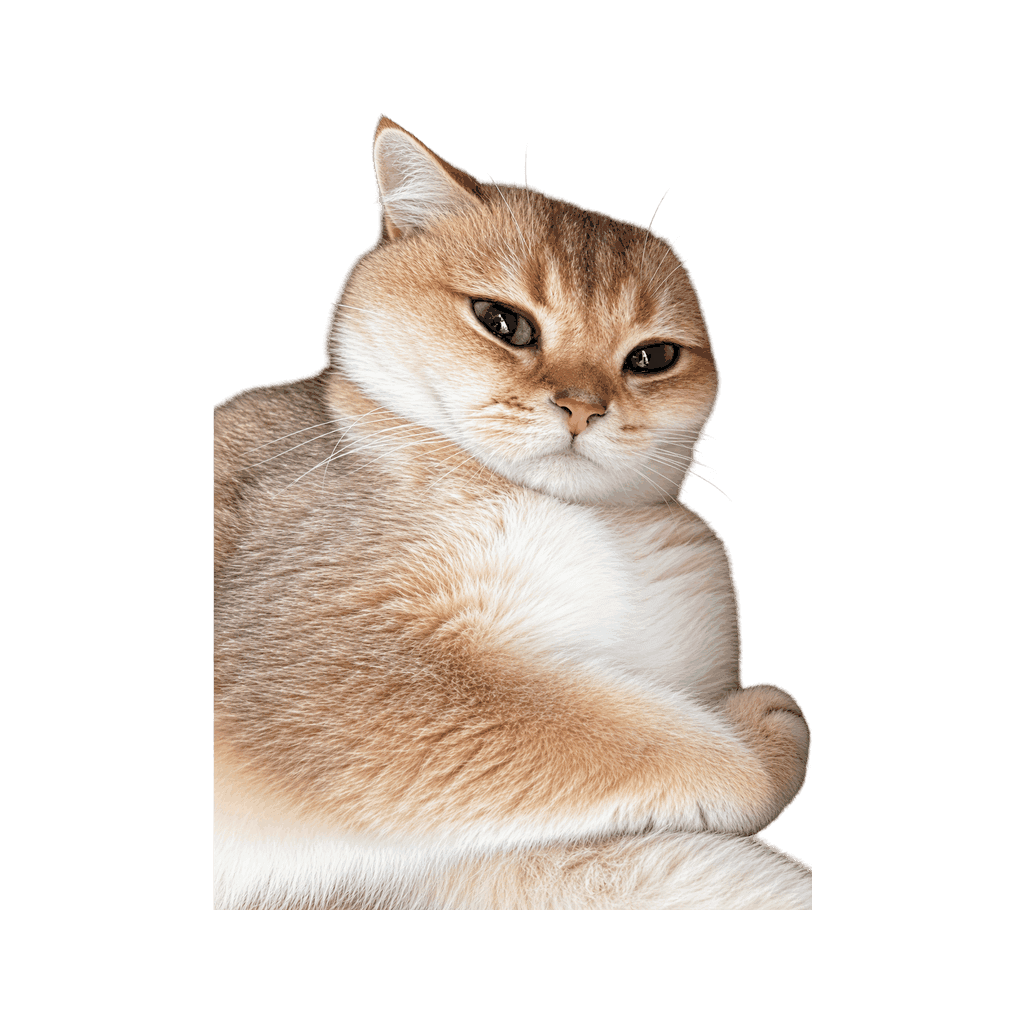Ada